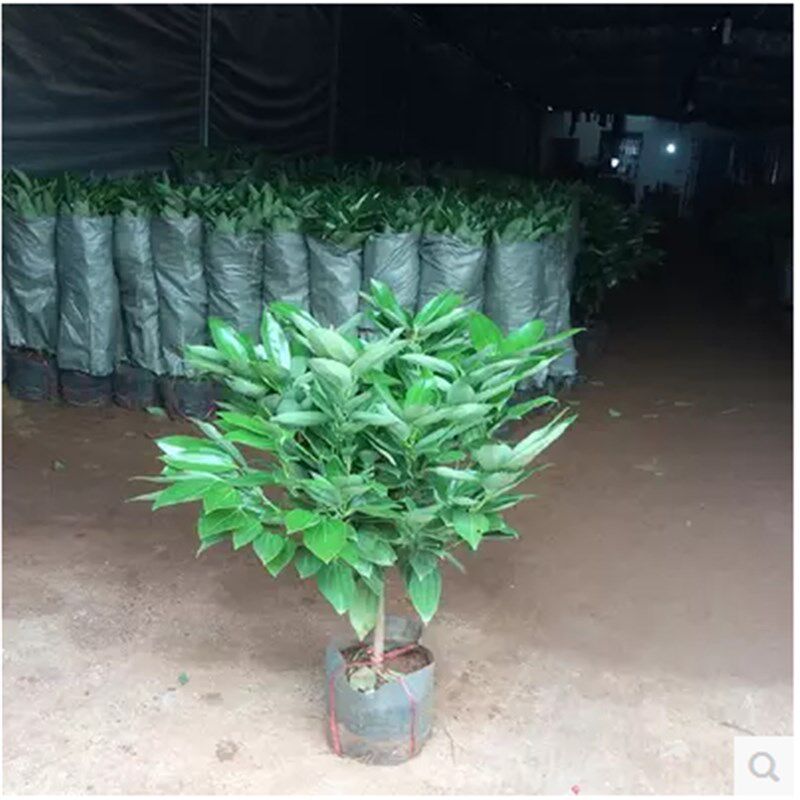 速发平安树客厅办公室内大型花卉植物绿植盆幸平安树肉桂栽福树包