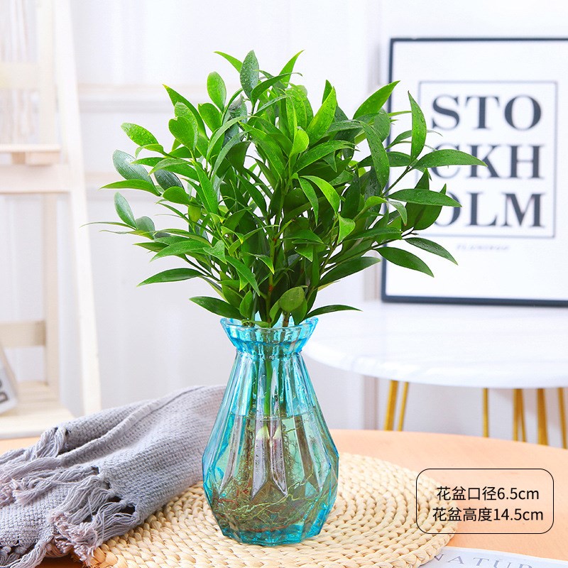 驱蚊竹柏水培植物室内水养绿植花卉盆栽四季常青好养Z活易活客厅