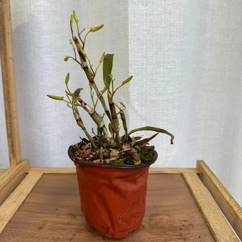 稀有独角石斛吊兰花绿植紫色花越南产石斛花量大花期长