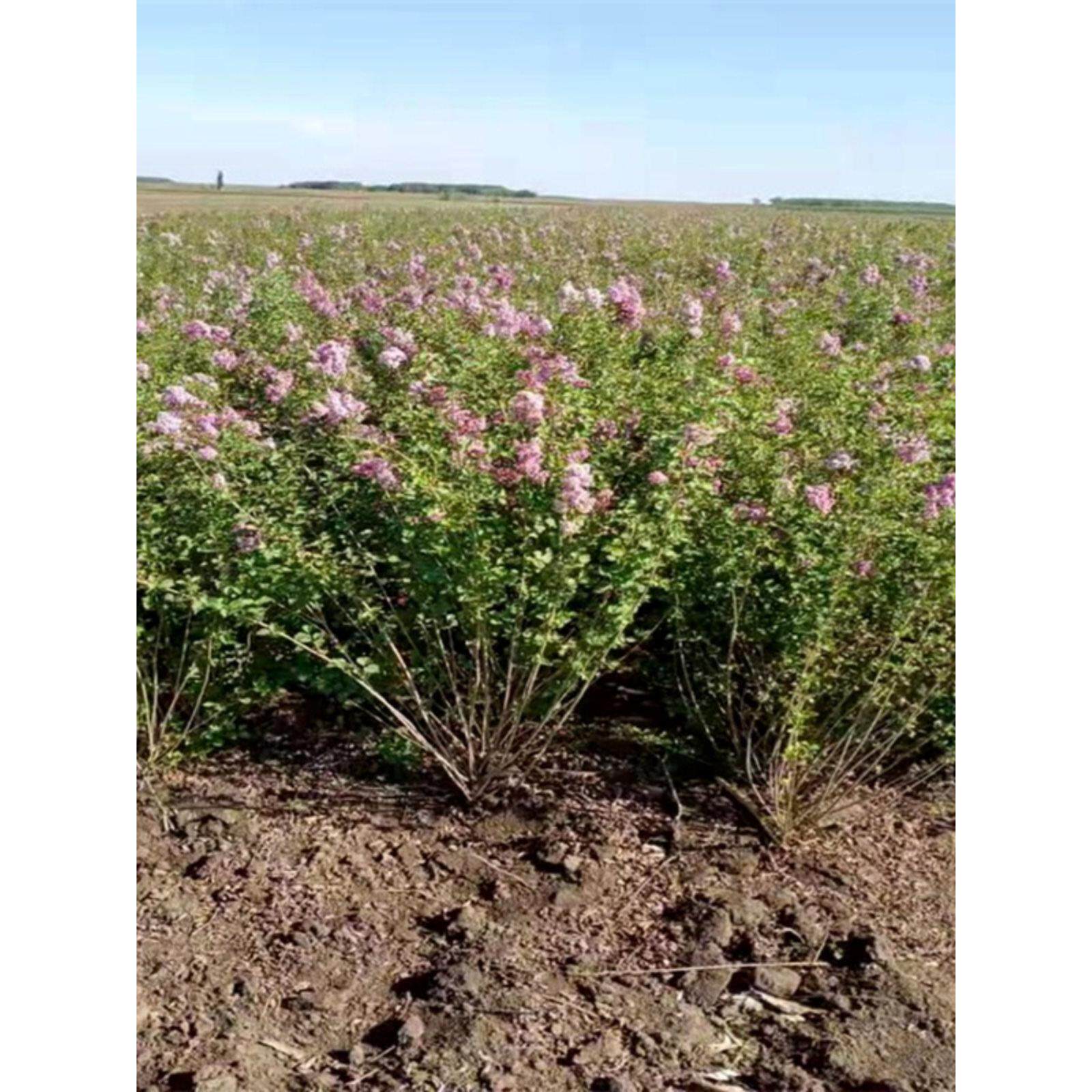 丛生丁香花树苗浓香花苗耐寒庭院四季室外别墅白紫丁香花盆栽嫁接