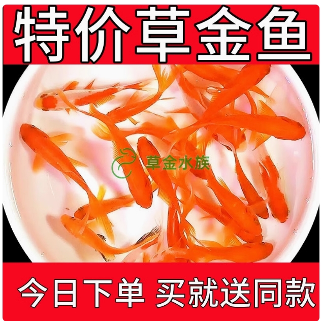 【特价鱼】养不死的草金鱼观赏鱼招财小金鱼批发耐活好养冷水活鱼