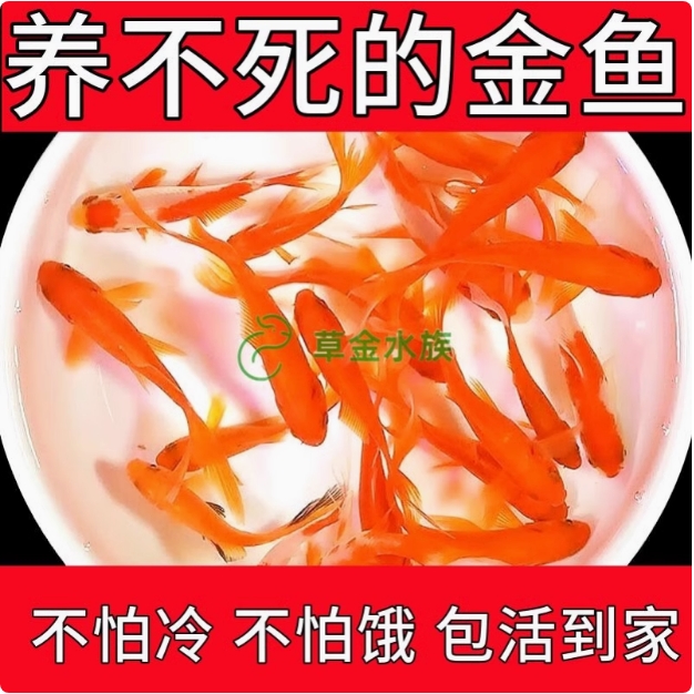 【特价鱼】养不死的草金鱼观赏鱼招财小金鱼批发耐活好养冷水活鱼