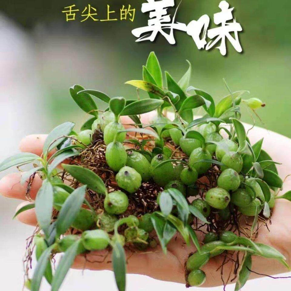 石橄榄新鲜炖汤农家现摘双叶中小号石仙桃果炖汤材料500g包邮