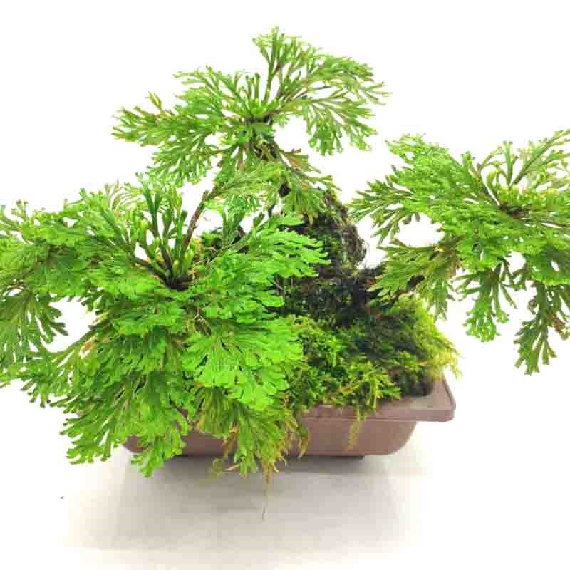 卷柏植物绿植盆栽九死还魂草室E四微小季常青小叶大叶盆景包
