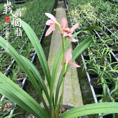 建兰峨眉胭脂夏秋四o季带花苞兰花苗草室内阳台喜阴花卉绿植物浓