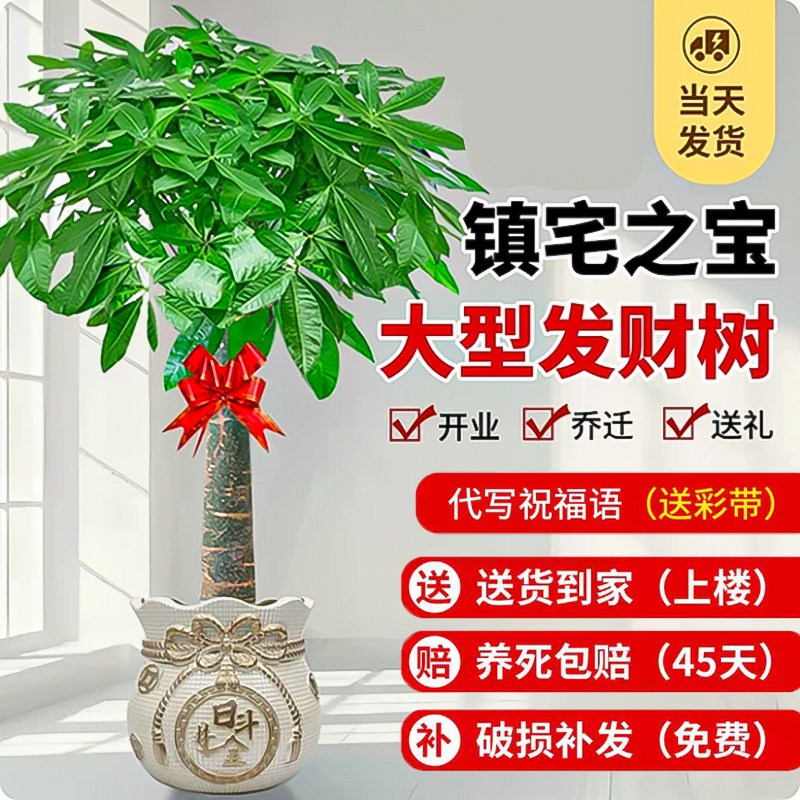 发财树客厅盆栽大号落地绿植办公室内大型旺宅树装饰摆件老桩盆景