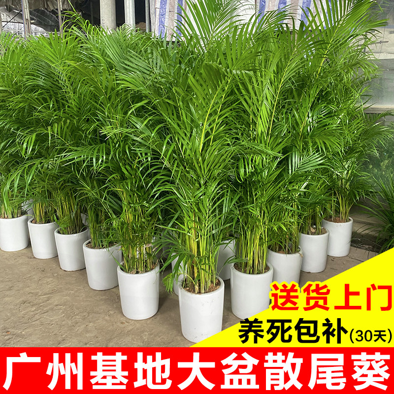 散尾葵植物大盆栽客厅绿植凤尾竹大型绿植/成品组合盆