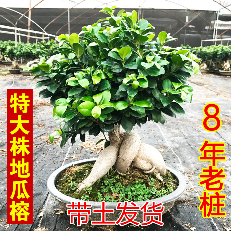 榕树盆栽老桩 地瓜榕树盆景 造型大型苗木室内外庭院小叶榕人参榕