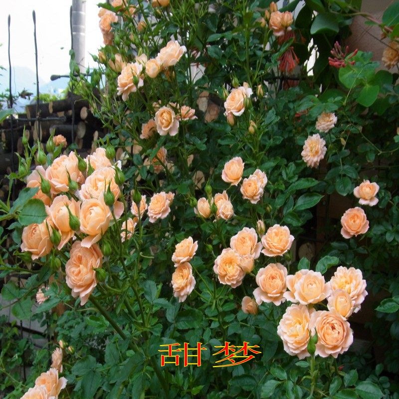 浓香月季 欧洲月季 p藤本月季花苗爬藤月季四季开花蔷薇【甜梦】,鲜花速递/花卉仿真/绿植园艺,时令草本花卉,淘宝优惠券,粉丝福利购,淘宝优惠卷