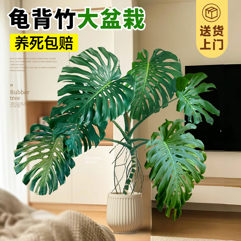 大叶龟背竹客厅大盆栽室内办公室C大型老桩绿植落地大号植物好养