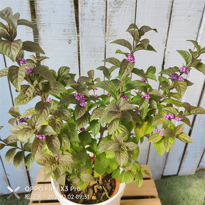紫珠马鞭草科灌木类6n一7月开花8一11月结果秋冬耐寒植物阳台庭院