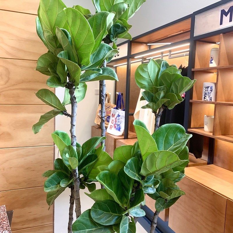 琴叶榕盆栽大叶h造型绿植室内客厅大型易活观叶净化空气阳台吸甲,鲜花速递/花卉仿真/绿植园艺,大型绿植/成品组合盆栽,淘宝优惠券,粉丝福利购,淘宝优惠卷