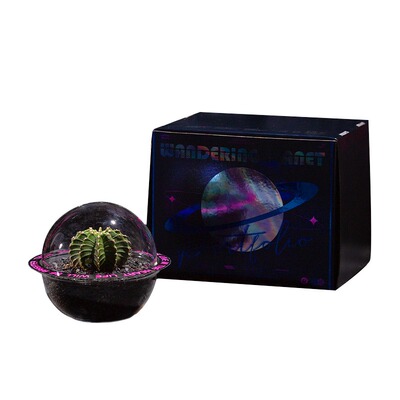 【流浪星球】仙人掌多肉绿植微景D观室办公室桌面小盆栽创意礼盒