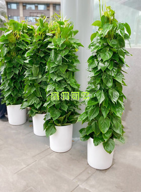 心叶藤杏叶藤 除甲醛 净化空气 心形叶片 盆栽绿植成Z都花卉绿植