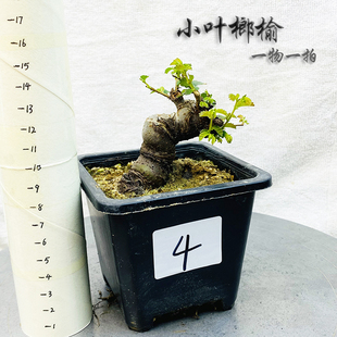 小叶榆树童子功盆景原生榔榆一物一拍老桩K榆木疙瘩熟桩矮霸坨坨