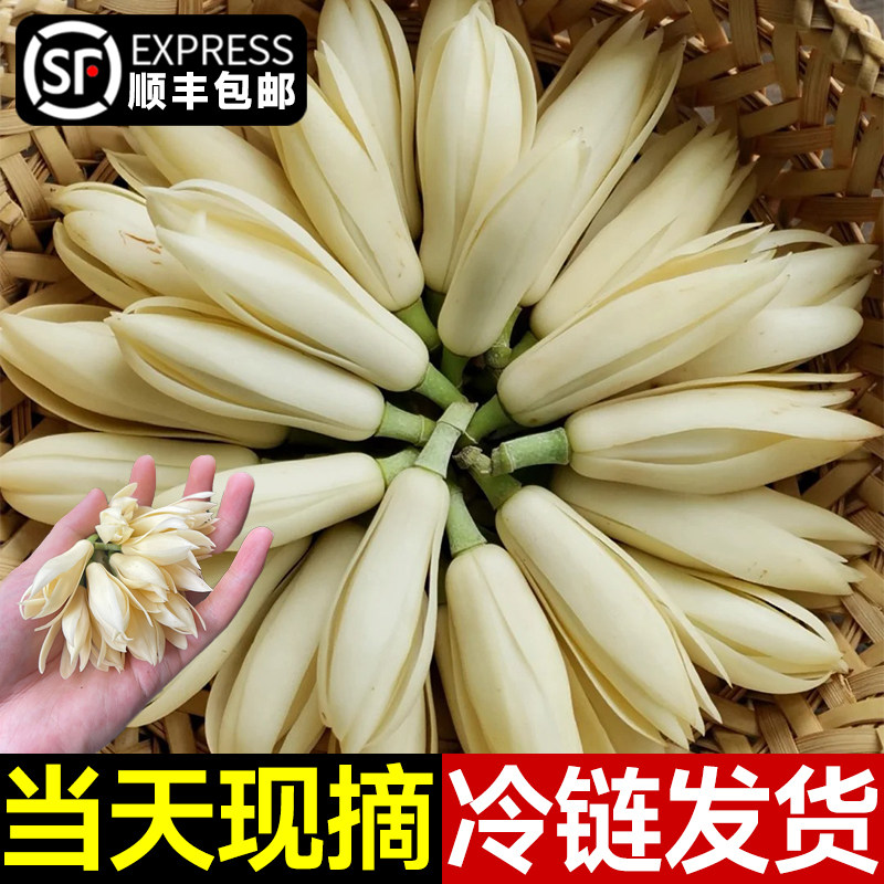 现摘白兰花新鲜花朵白玉兰花鲜花花苞花卉缅桂花黄角兰花包花骨朵