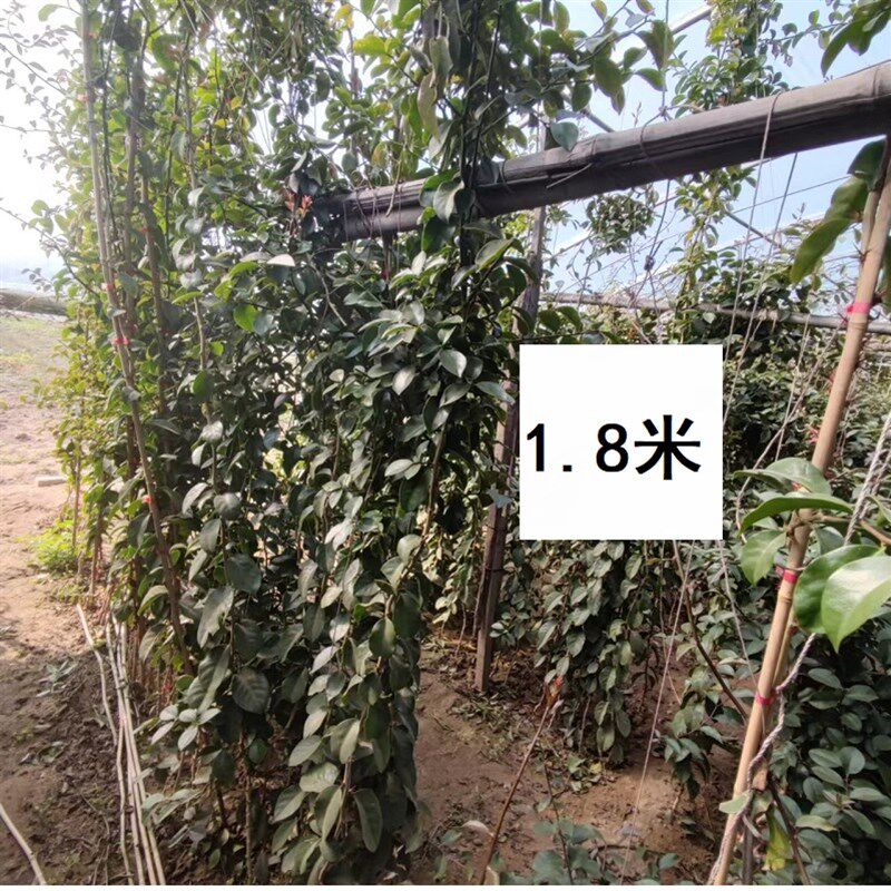 叶仙带根木麒麟嫁接蟹爪兰仙人球叶仙人指假昙花万能砧木嫁接神木