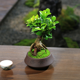 小叶榕树室内常青盆栽绿植人参榕造型树桩盆景桌面好养观叶小植物