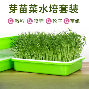 芽苗菜育苗托盘种植架豆芽发芽盆多层无土栽培盒豌豆水培蔬菜设备