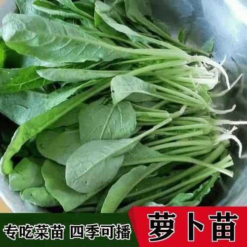 萝卜菜种籽专吃苗种子四