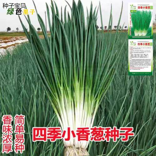小香葱籽种子四季易阳台