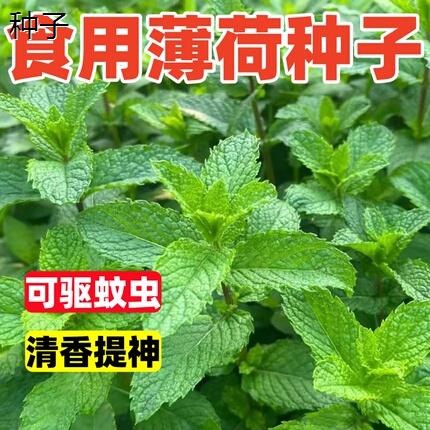 食用薄荷种子驱蚊草室内花盆种植花卉88vip88vip2元好物包邮0.01