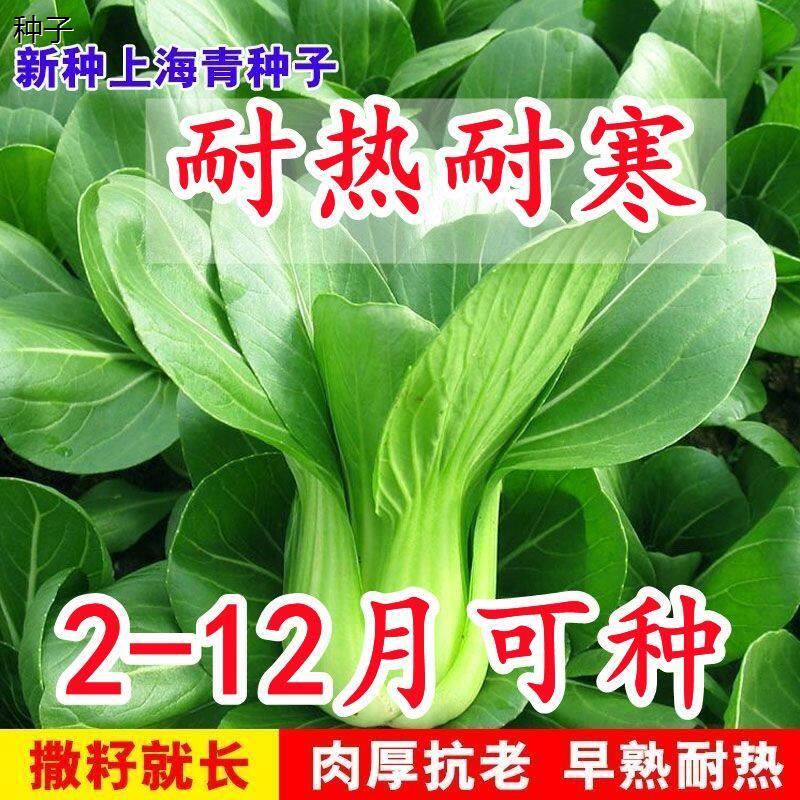 上海青种子~抗热605百合