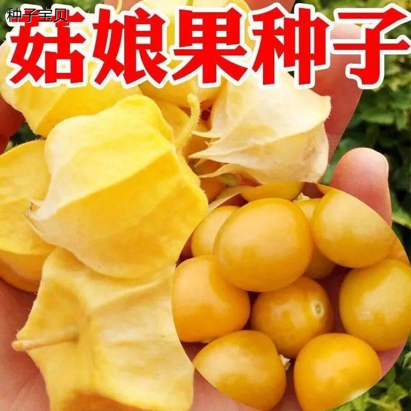 大黄菇娘种子春季超甜大图片