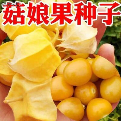 大黄菇娘种子春季超甜大