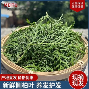 新鲜野生现摘侧柏叶扁柏叶泡酒熏腊肉柏树叶草本洗发养发洗头