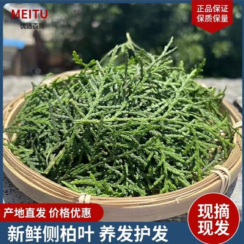 野生现摘侧柏叶洗发泡酒熏腊肉