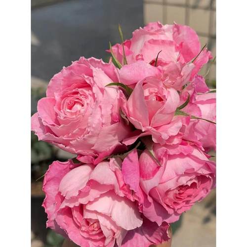 海神王阳台月季大花特大花盆栽庭院地栽多季开花抗病勤花微月丰花