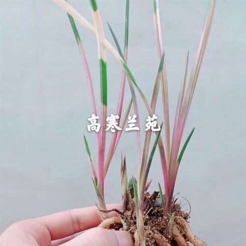 精品兰花c苗七彩红砖漂亮美观