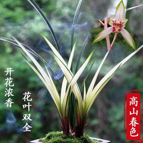 建兰高山春色浓香型兰U花带芽盆栽