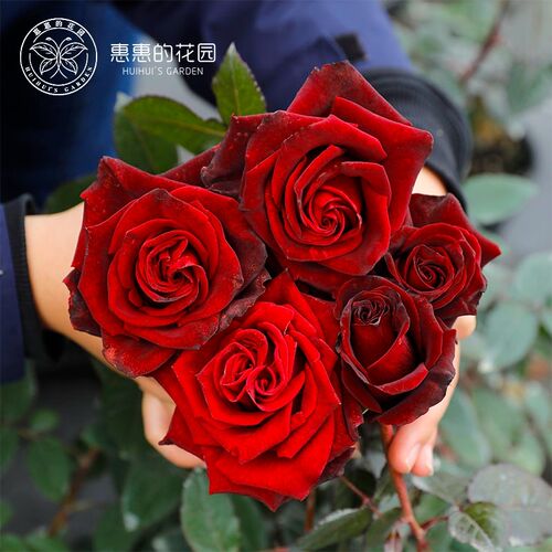 惠惠的花园切花月季黑魔术勤花大花四季J开花阳台庭院花卉盆栽玫