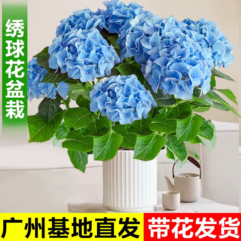 绣球花盆栽带花苞植物无尽夏阳台庭院四季开花绿植室内盆栽鲜花卉