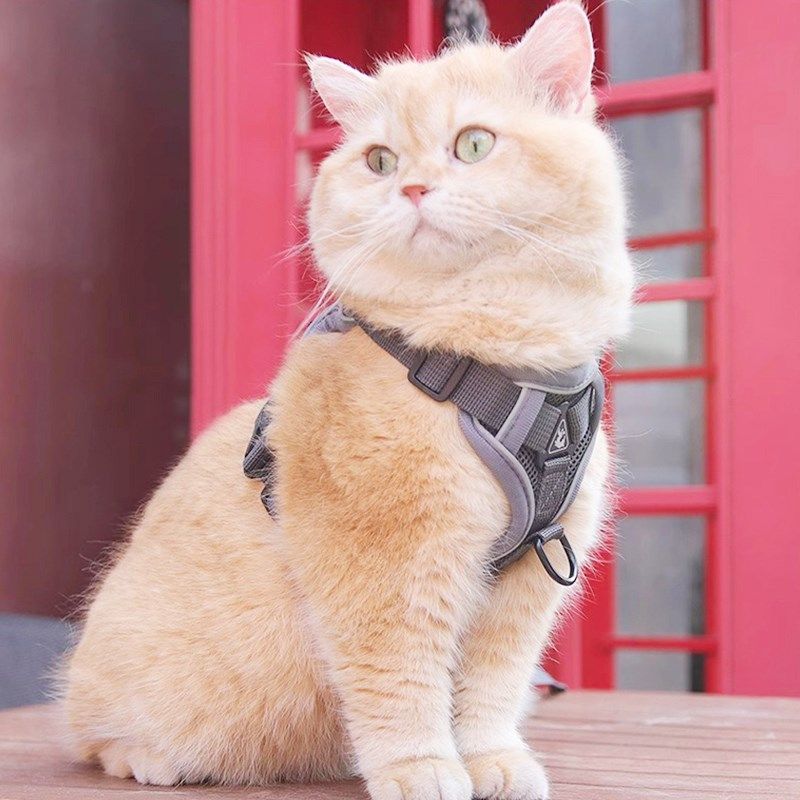 网红猫咪牵引绳防挣脱外出专用遛猫神器宠物背带链子可调节溜猫绳,宠物/宠物食品及用品,猫牵引绳,淘宝优惠券,粉丝福利购,淘宝优惠卷