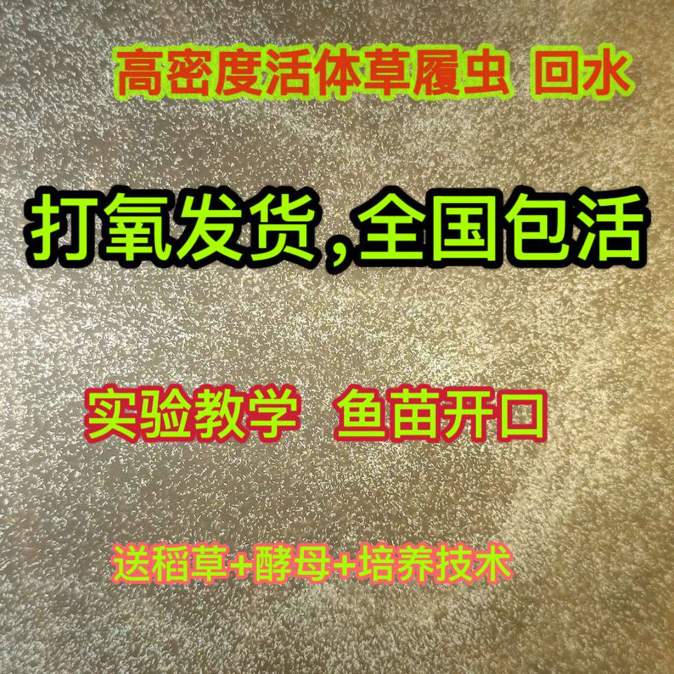 高密度大草履虫洄水斗鱼繁殖学校实验活体草履虫 卵生鱼苗开口料