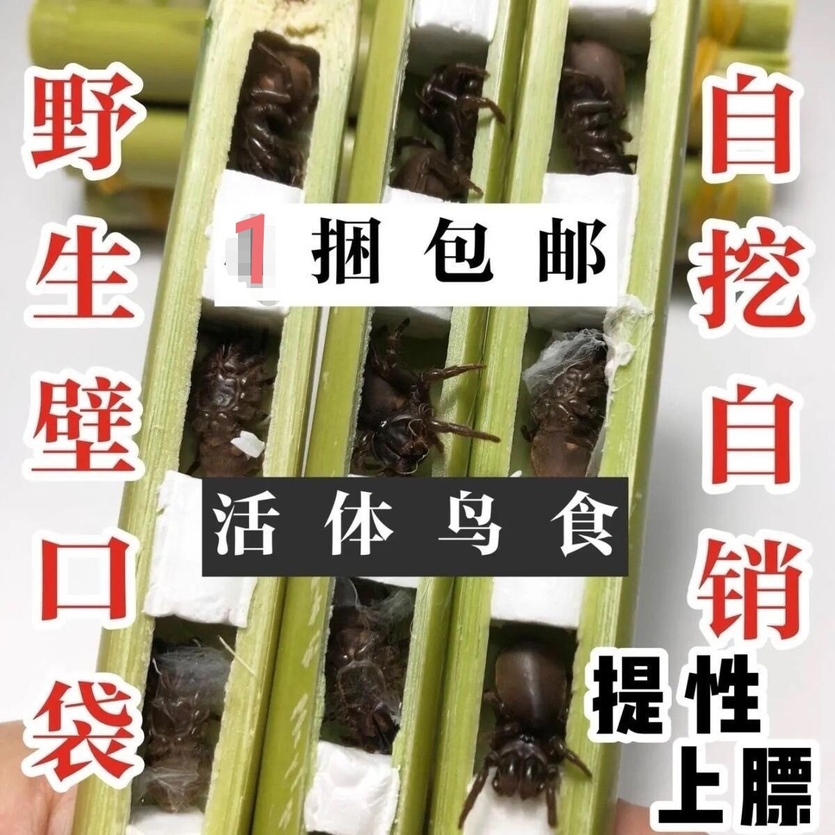 地蜘蛛活体 壁口袋鸟食 柴虫 地黄牛 皮虫 柴虫 地蜘蛛 1捆包邮