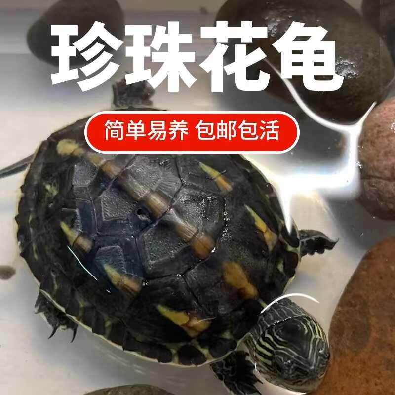 纯正珍珠龟中华花龟小乌龟活物黏人草龟花龟苗活体宠物水龟观赏龟