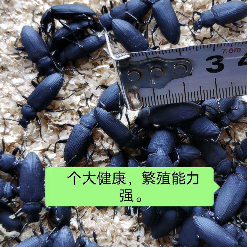 蛋白虫种虫大麦虫繁殖虫面包虫大麦甲壳虫母虫小黑虫活体虫种包邮