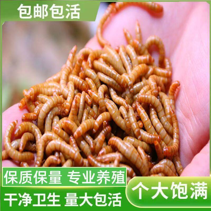 面包虫活体黄粉虫活虫大麦虫鹦鹉乌龟金龙鱼食画眉鸟石蛙饲料包邮