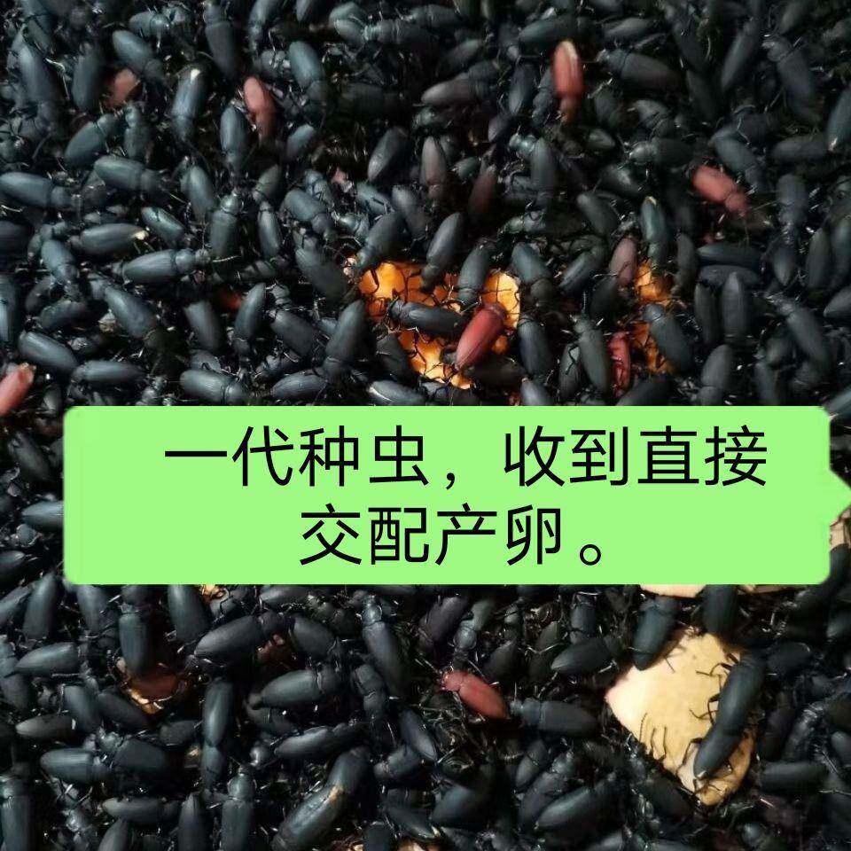 蛋白虫种虫大麦虫繁殖虫面包虫大麦甲壳虫母虫小黑虫活体虫种虫蛹
