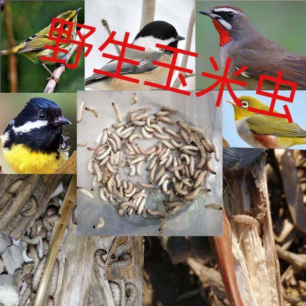 玉米虫野生鸟零食补膘不上火麦子虫纯野生麻根活虫画眉绣眼虫饵虫