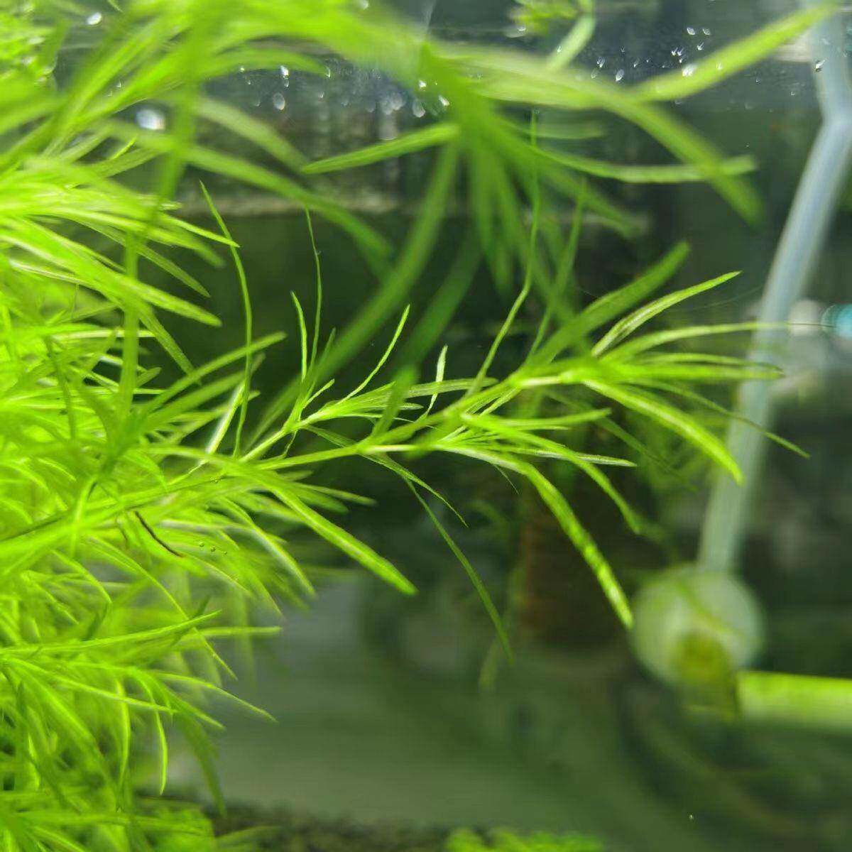 印度小竹节竹节草真水草水族箱鱼缸造景观赏新手懒人阴性水草繁殖