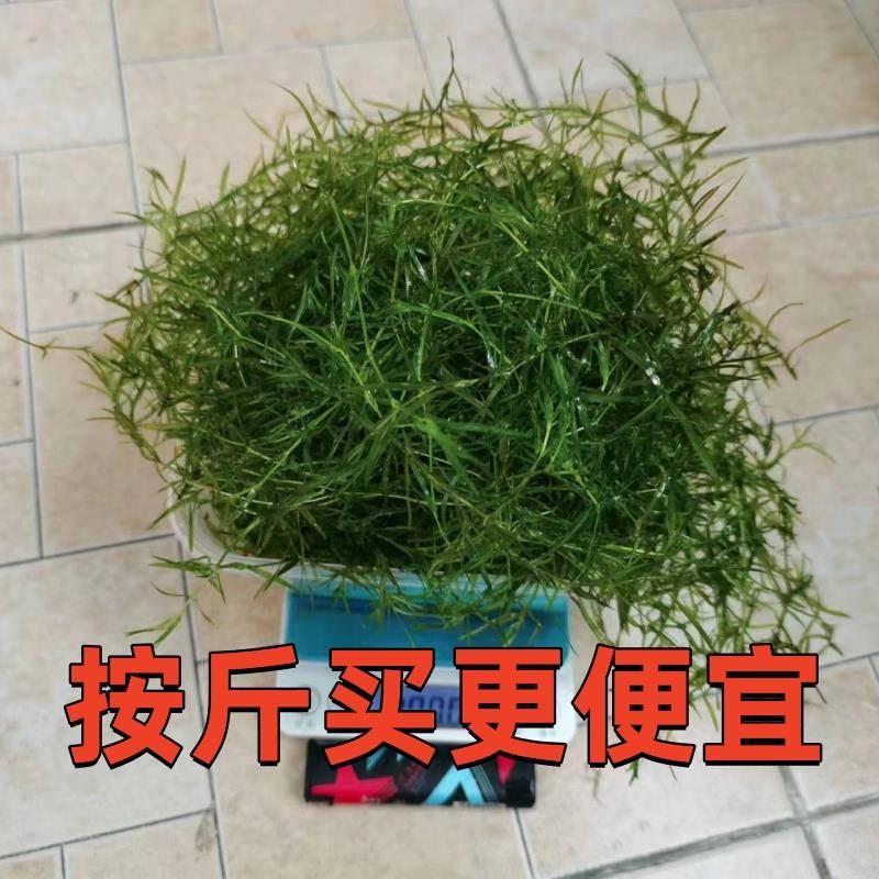 印度小竹节水草绿植净化水质植物阴性水培真草懒人鱼缸金鱼藻增氧