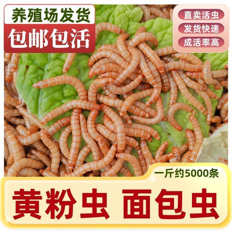 新鲜面包虫麸皮虫活虫鱼粮小麦皮麦麸饲料饵料活体鸡鸭黄粉粗钓鱼