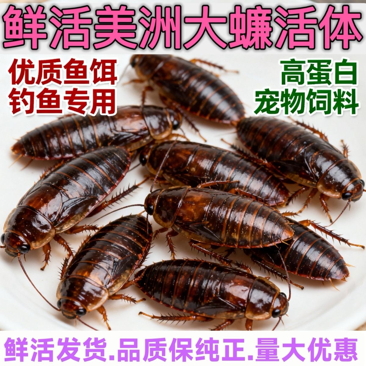 大蟑螂江团活饵活虫钓饵料美洲大蠊活体龙鱼活食饲料发色蜥蜴蜘蛛