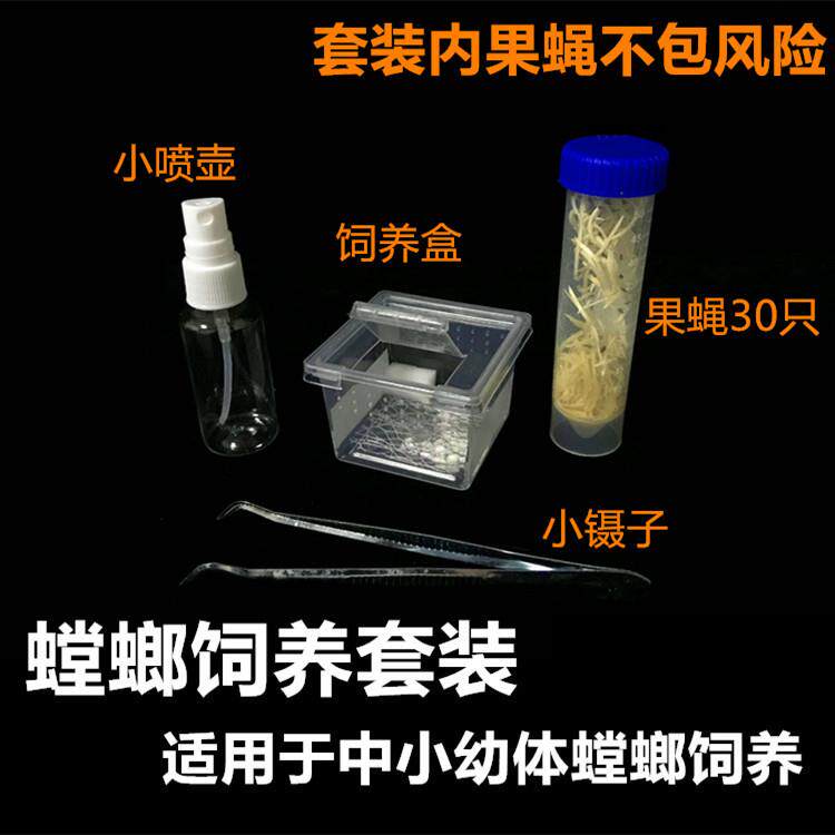 螳螂活体宠物饲养套装饲养套餐昆虫活体套餐中华大刀螳螂饲养套餐