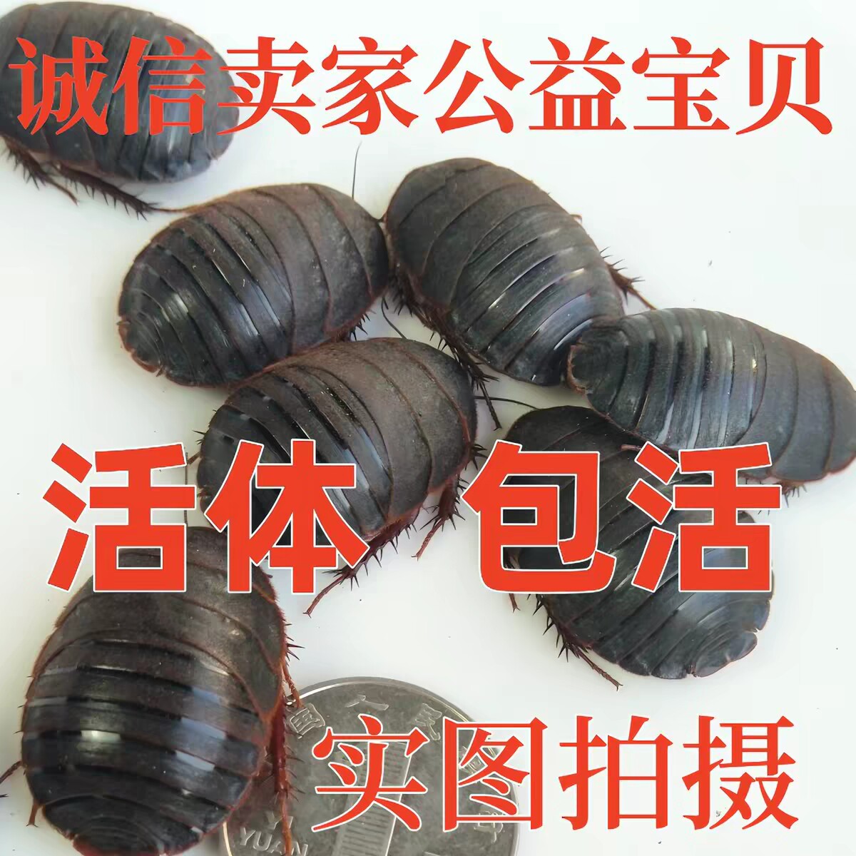 活体活土鳖虫中药材土鳖子地鳖虫土元干中华土鳖虫粉土元粉地鳖虫